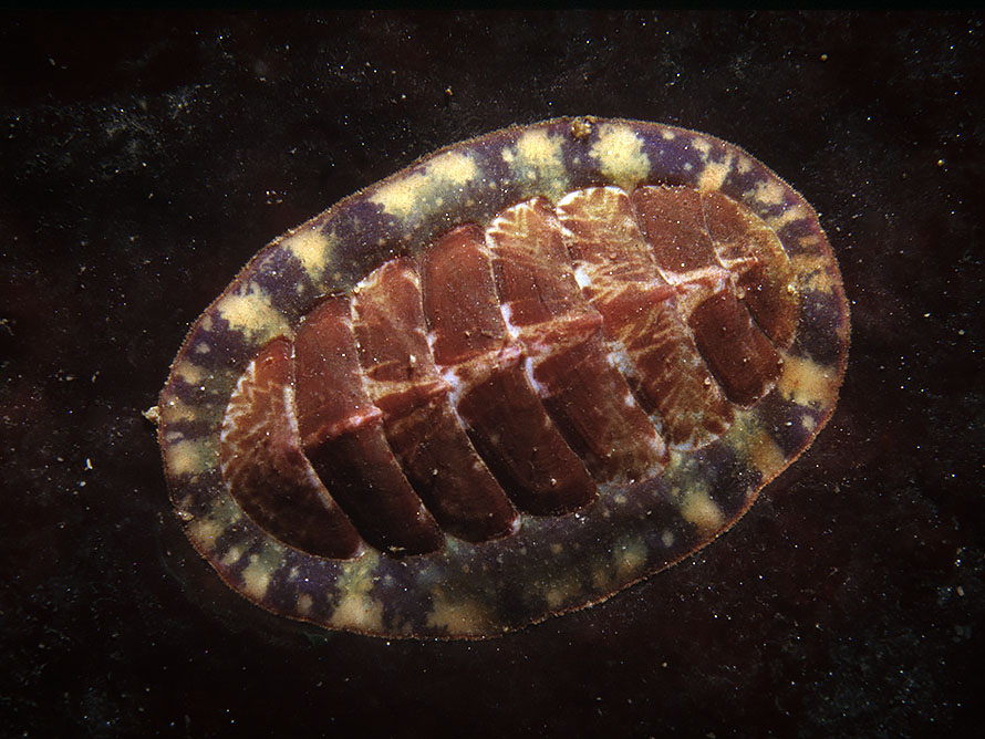Tonicella marmorea